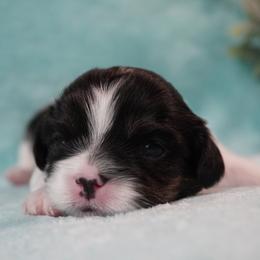 Cavatzu Puppies from Villanueva Puppies