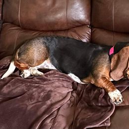 Basset Hound and Collie Puppies from Collegiate Bassets and Rheign Collies