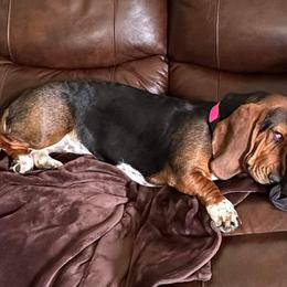 Basset Hound and Collie Puppies from Collegiate Bassets and Rheign Collies