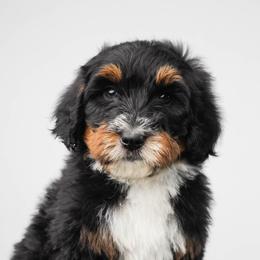 Aurora - Tri-color female Bernedoodle puppy in Glendale, Arizona from Arizona Bernedoodles