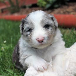 Border Collie Puppies from Team Reeves Ranch