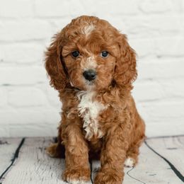 Cavapoo and Goldendoodle Puppies from Regal Doodles