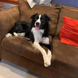 Caspian - Border Collie