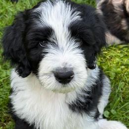 Duke - Black and white male Aussiedoodle puppy in Churchville, New York from Bluebird Family Farm