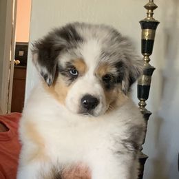 Australian Shepherds from Winchester Aussies