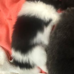 Piper - Black parti female Pomeranian puppy in Costa Mesa, California from Wheresmil0