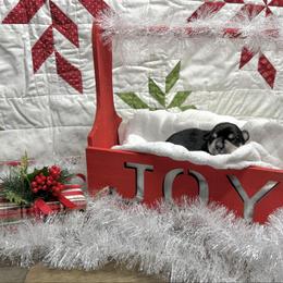 Oki - Black and silver male Miniature Schnauzer puppy in Huntington, Utah from Schnauzers on Robinson Lane