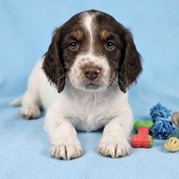 Yoshie - Chocolate and tan male Dachshund puppy in Austin, Texas from Glorious Minis