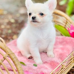 Boy 1 - Cream and white male Chihuahua puppy in Oviedo, Florida from ROYALCHIHUAHUAPUPPY