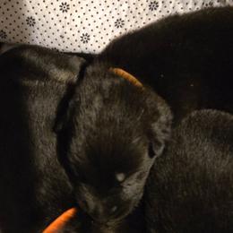 Boy 5 - Black male German Shepherd puppy in Grimesland, North Carolina from Von Stancill German Shepherds