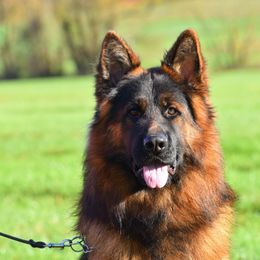 Tam - German Shepherd