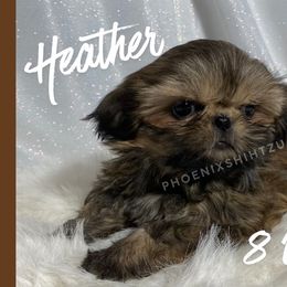 Heather - Gold female Shih Tzu puppy in Hayden, Idaho from Phoenix Shih Tzu