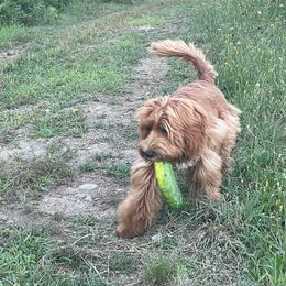 Australian Cobberdog Puppies from Faberge Australian Cobberdogs