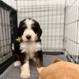 Suzuki - Tri-color male Bernedoodle puppy in Hegins, Pennsylvania from Bubbling Springs Doodles, LLC