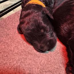 Yellow Male - Pepper and salt male Giant Schnauzer puppy in Pearland, Texas from K & S Schnauzers
