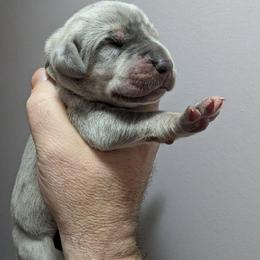 Ciefer - Merle female Great Dane puppy in Wellsville, New York from Prophecy Danes