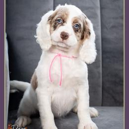 Claire - Merle female Cockapoo puppy in Connersville, Indiana from Deaz Doodle Ranch