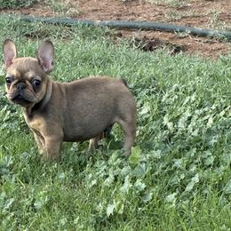 Pitre - Fawn male French Bulldog puppy in Mesa, Arizona from Prickly Pear Kennels