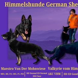 German Shepherd puppies from Himmelshunde German Shepherds