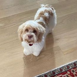 Cavapoo Puppies from SunnySide Mini Doodles