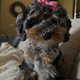 Cockapoo Puppies from Cano Cockapoos