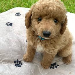 Oliver - Apricot male Poodle puppy in Nacogdoches, Texas from BA Mini Poodles