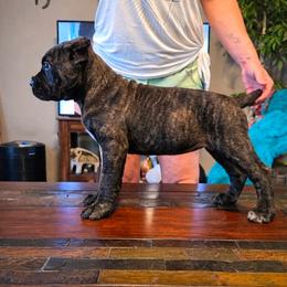Sweetie - Black brindle female Cane Corso puppy in Tabor City, North Carolina from Dream Team Kennels
