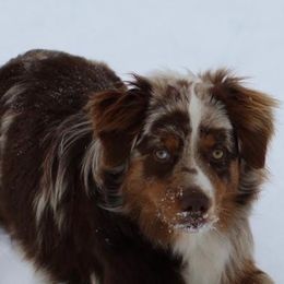 Miniature Australian Shepherds and Toy Australian Shepherds from BK Rustic Aussies