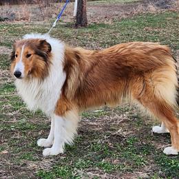 Mia - Collie