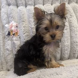 Woody - Blue and gold male Yorkshire Terrier puppy in Riverside, California from Heaven_sent_toy_yorkies