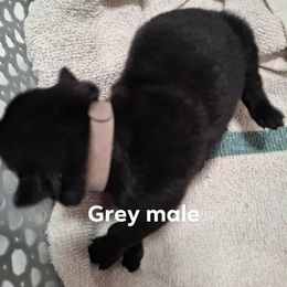 Grey male - Black male Belgian Malinois puppy in Fort Worth, Texas from North Texas Working Malinois