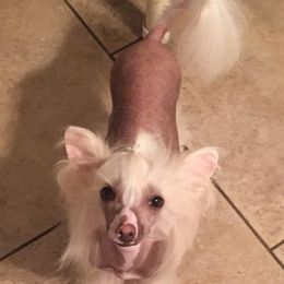 Chanel - Chinese Crested