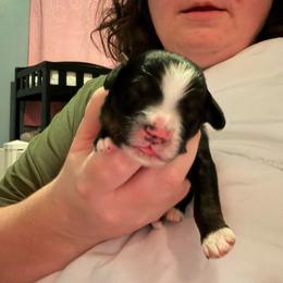 Roman - Tri-color male Bernedoodle puppy in Eagle Mountain, Utah from Liberty Farms Puppies