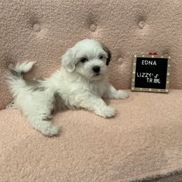 Edna - White Coton de Tulear puppy in Surprise, Arizona from Lizzy’s Tribe
