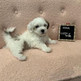 Edna - White Coton de Tulear puppy in Surprise, Arizona from Lizzy’s Tribe
