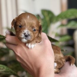 Honey - Red female Cavapoo puppy in Orrstown, Pennsylvania from Pawfect Fur Friends