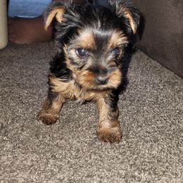 Girl 1 - Black and tan Yorkshire Terrier puppy in Coarsegold, California from RODS Yorkies