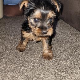 Girl 1 - Black and tan Yorkshire Terrier puppy in Coarsegold, California from RODS Yorkies