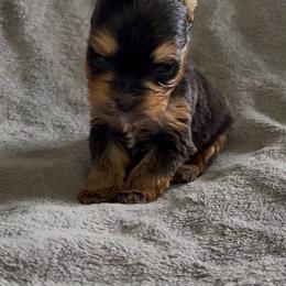 Cosmos girl - Blue and gold female Yorkshire Terrier puppy in New Hampton, Iowa from JMAK Dreams