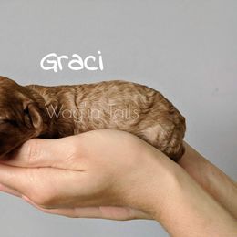 Bernedoodle and Cavapoo Puppies from Wag'in Tails