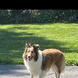 Maddy - Shetland Sheepdog