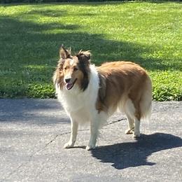 Maddy - Shetland Sheepdog