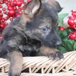 2832- Female Full DDR East German - Sable female German Shepherd puppy in Newville Al, Alabama from Triple S DDR German Shepherds