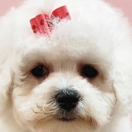 Bichon Frises from Fairspride Bichon Frises