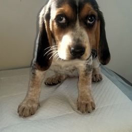 Sahara - Black white and tan female Beagle puppy in Peculiar, Missouri from At home