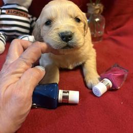 Request - Golden female Golden Retriever puppy in Grant County, Indiana from On The Sunny Side Pavey Farms