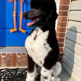 Poodles from High Desert Standard Poodles