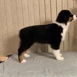 Australian Shepherd Puppies from Storybrooke Australian Shepherds