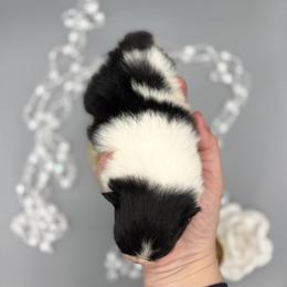 Roger - Tri-colored male Pomeranian puppy in Milwaukee, Wisconsin from Dolcebellezza’s Poms