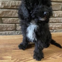 Oreo - Black and white female Aussiedoodle puppy in Edmond, Oklahoma from Oodles of Doodles and Poodles